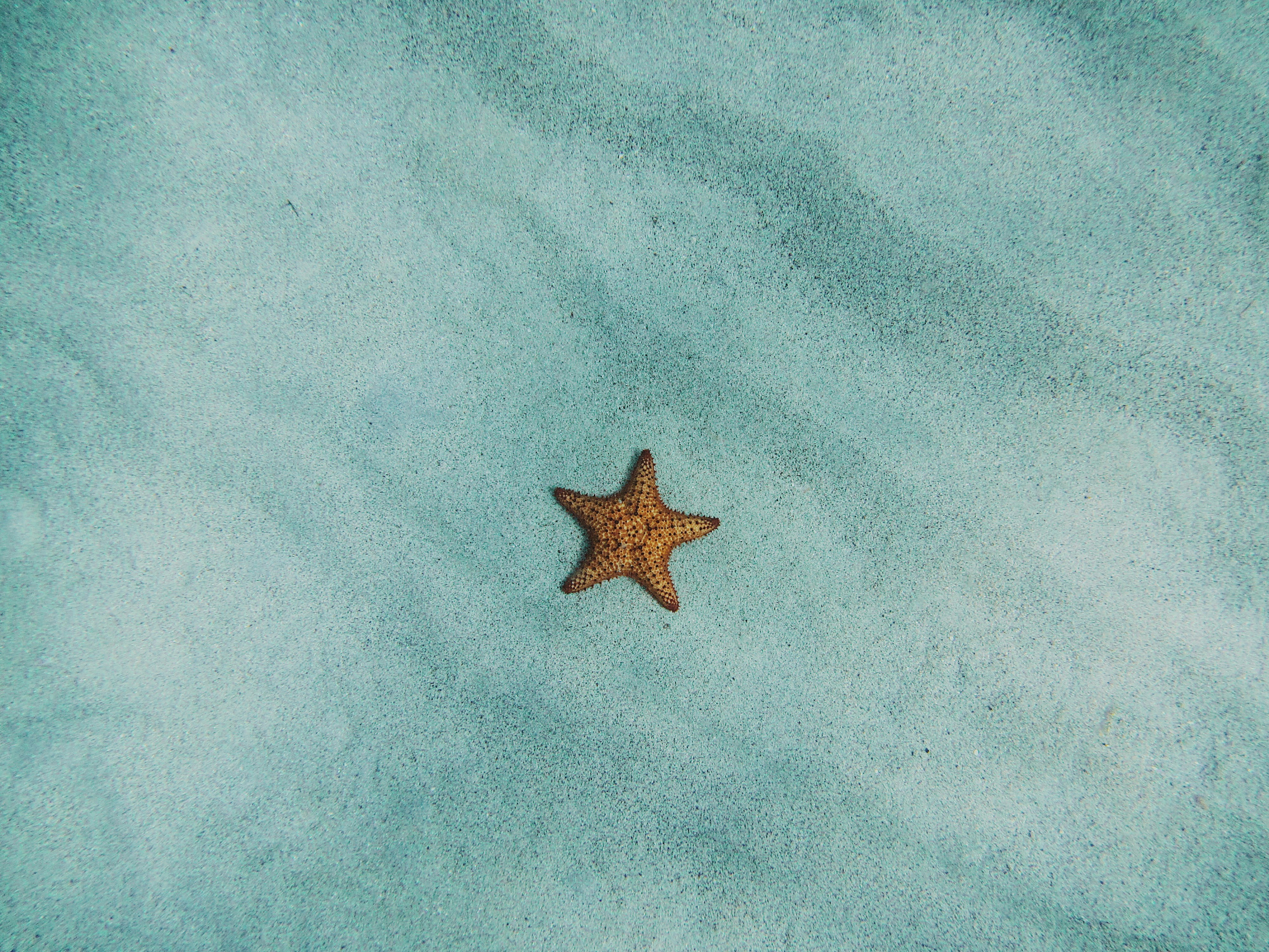 Starfish sitting on the sand below the water, Photo by Amy Humphries on Unsplash